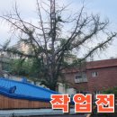 주식회사은행잎조경 | 오래된 은행나무제거 정리로 이웃분쟁 해결한 사례