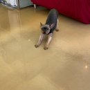 알로하 강아지유치원 호텔 이미지