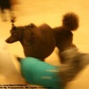 바우와우 하우스 이미지