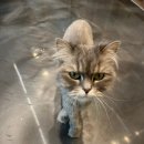 이색 데이트 추천! 구조묘와 함께하는 서울 고양이 카페 ‘길고양이마을’ 방문 후기 (개냥이 있음) 🐱🐰🐹🦦