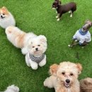 해피하개 이미지