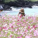 코스모스메디칼 이미지