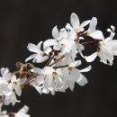 야생화편지 이미지