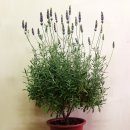 허브 식물과 향기의 이용 이미지