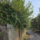 아산호로 이미지