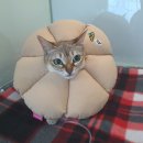 베리굿동물병원 이미지