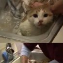 목욕하는 고양이 이미지