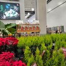 율마 | 코스트코 율마(레몬 사이프러스) 대형 사이즈 구매 후기 및 관리법! (내돈내산)