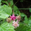 산딸기목장 이미지