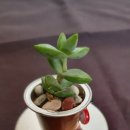 나무를심는사람들. 이미지