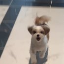 스위트왈왈 이미지