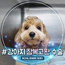 벤지동물병원 | 강아지 잠복 고환 수술 언제 할까? 안산 톰과 제니 동물병원 후기