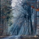 숲에향기 이미지