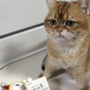 유한회사 참조은사료 | 유한양행 신장유산균<레시피브이 레날 캣 케어> 고양이영양제 추천