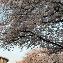 배다리어린이집 | 평택에서 벚꽃시즌 즐기기 / 평택대, 배다리공원, 은혜로 벚꽃길