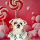 수정애견미용실 이미지