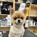 부산강아지분양 퍼피룸 이미지