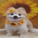 도기로움 이미지