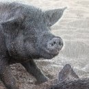 냉수농장 이미지