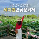 연못1길 19(문화동) | 서울 근교 연꽃 명소 2026 세미원 연꽃문화제 여름 축제 여행