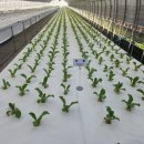 금천2리 이미지