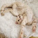 브룩스캣슬 이미지