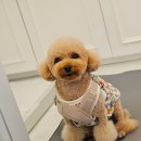 베이(bay) | [화원애견미용] 대구 달성군 강아지 미용 | 6mm 바디컷 + 🧸 큰 테디베어컷 + 다리봉 ✨ | 몽베이(MONGBAY)