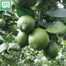 화산영농조합 | 25년 수확시작 무농약 제주 그린레몬, 자연이 선물한 건강한 맛