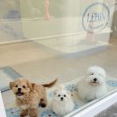 애견구루머 | 청주 강아지미용 잘하는 곳 레빈(LEBIN)