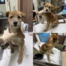 곡성삼기면보건지소 | 25. 10. 28 유기동물 등록현황(공고 150마리, 보호중 4마리)