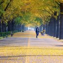 곡교천 은행나무길 이미지