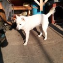 백구로-1 이미지