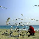 부산갈매기 이미지