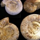 화석 2002 이미지