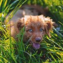 강아지집 이미지