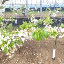 윤지농장 이미지