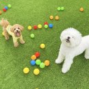 제제네 멍치원 이미지