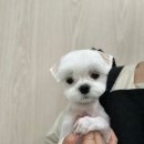 오구오구 펫살롱 이미지