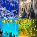 제주해양과학관 (아쿠아플라넷) | 아쿠아플라넷 제주 할인 방법 주차 제주도 실내 가볼 만한 곳
