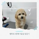 뽀송하개 애견미용 | 양산애견미용 뽀송하개 별하의 두 번째 미용 스토리 – 셀프미용 탈출기