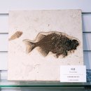 세계화석광물박물관 이미지