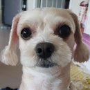 네모강아지 이미지