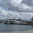 뉴디에스팜(주) | 여행] 시드니 05 | 포트스테판 투어 (돌핀크루즈, 샌드보딩, B팜 머리스 와인 시음), 달링하버 불꽃놀이