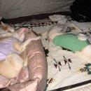 펫츠런파크 이미지