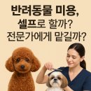 반려동물 셀프미용 | 반려동물 미용, 셀프로 할까? 전문가에게 맡길까?