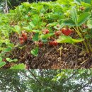 영회원약수터 이미지