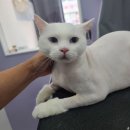 아꼬운냥 이미지