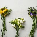 싱싱한마켓 이미지