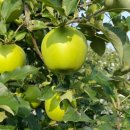 농원농장 이미지