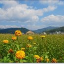 메밀꽃 - 용인시 기흥구 | 메밀꽃